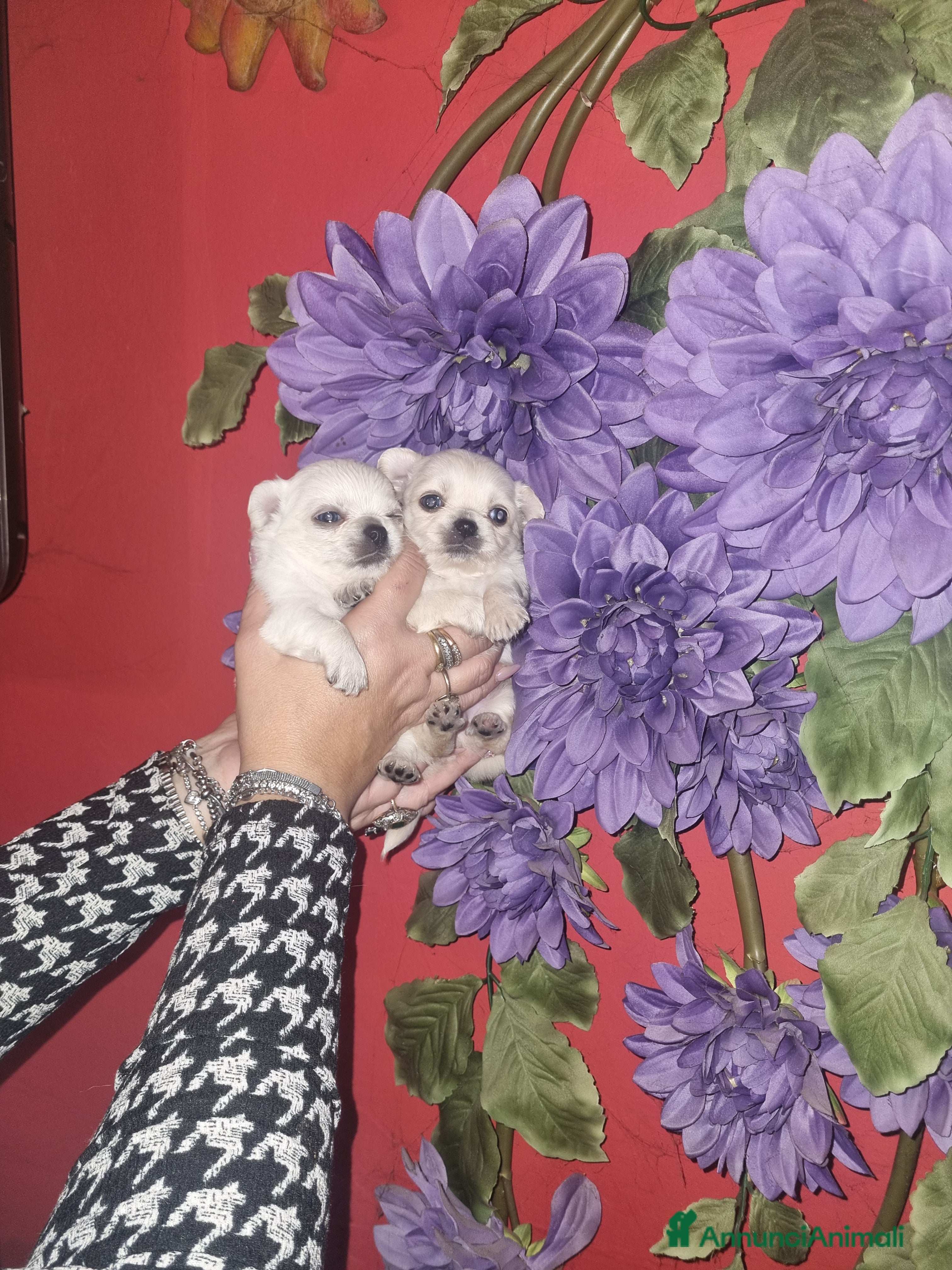 Chihuahua cani Cuccioli di chihuahua toy  - Annuncio 22