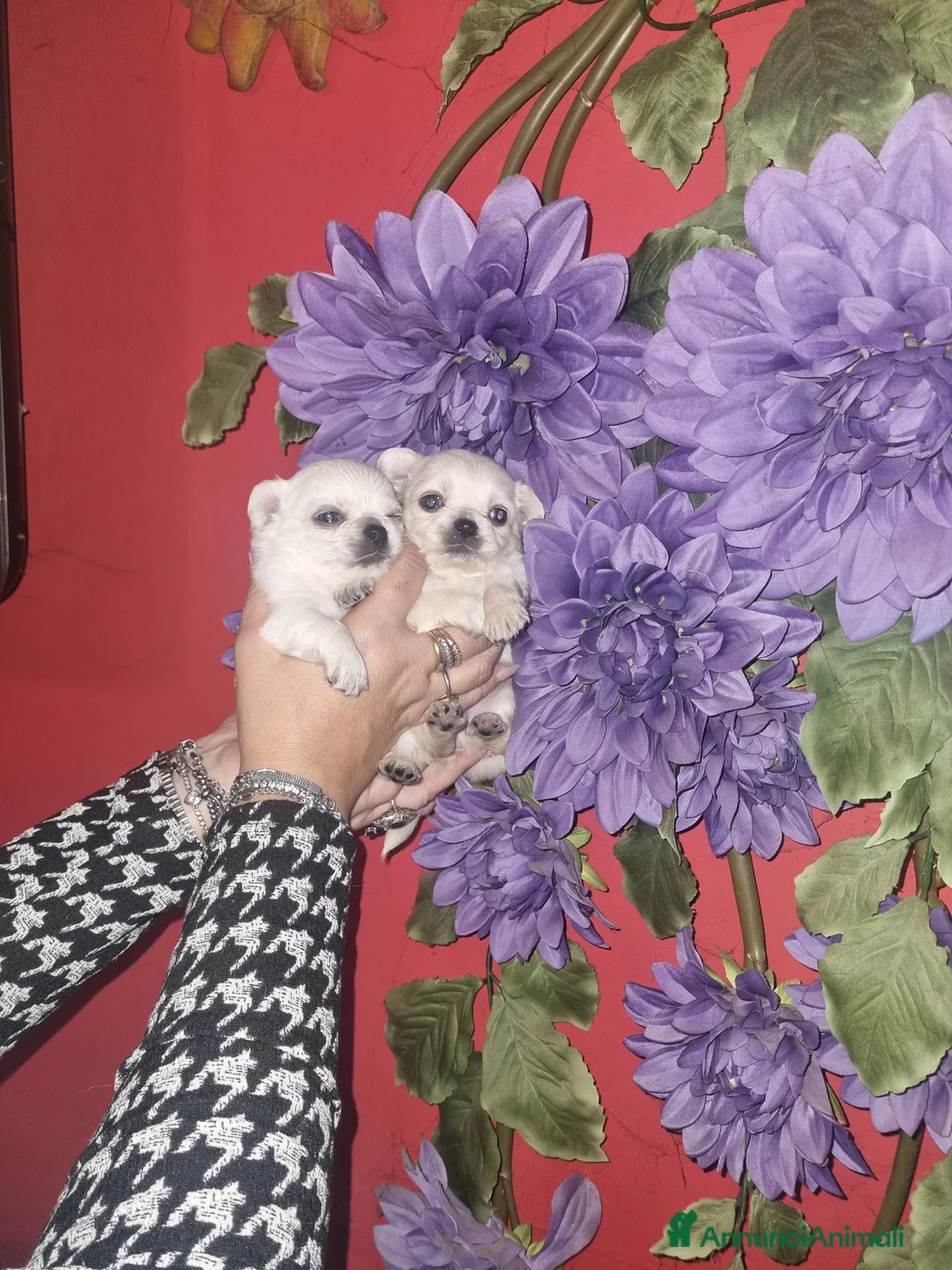 Chihuahua cani in vendita: Cuccioli di chihuahua toy  - Annuncio 1