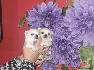 Chihuahua cani Cuccioli di chihuahua toy - Annuncio 22