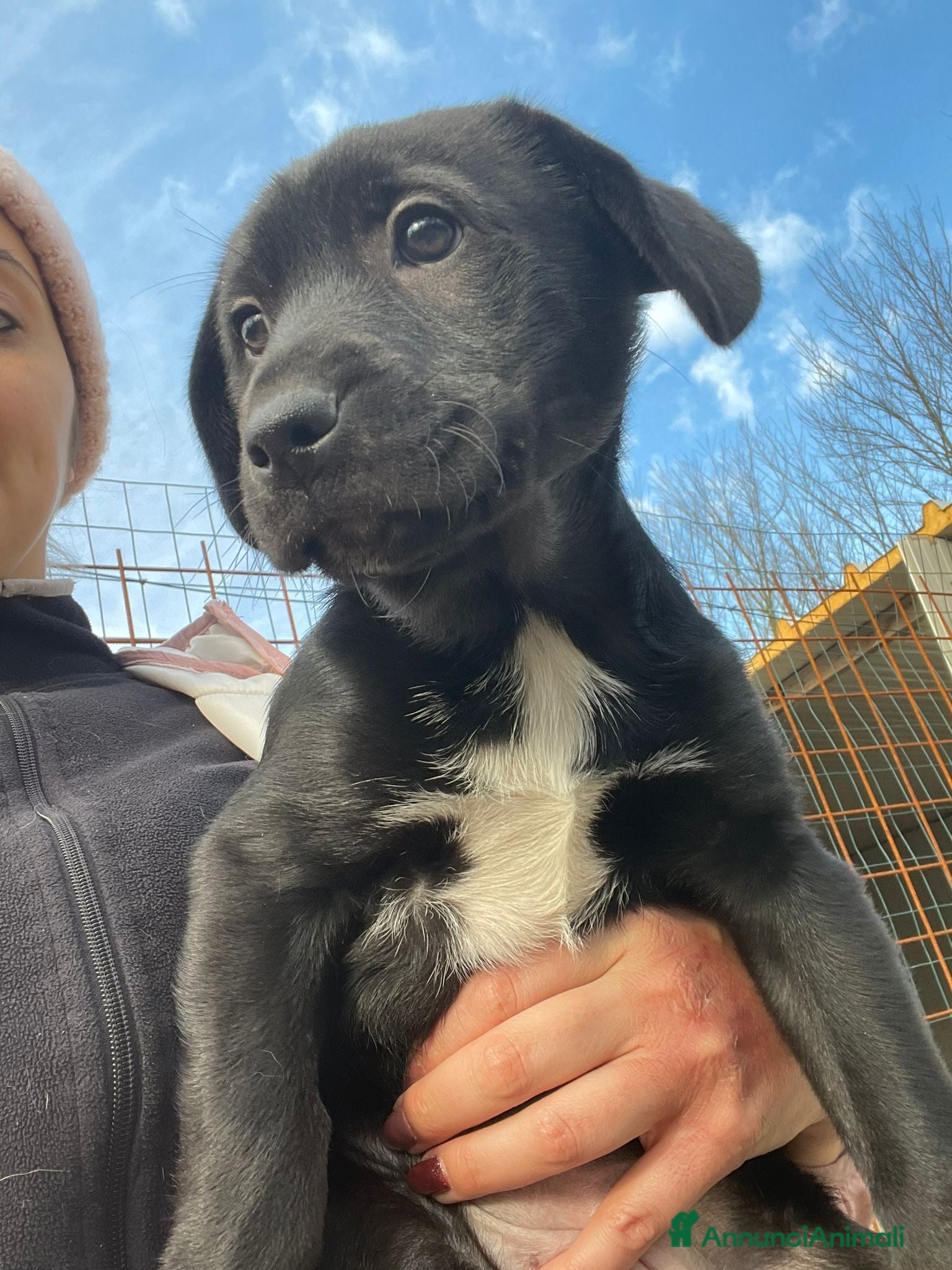 Labrador cani CUCCIOLA DOLCISSIMA SIMIL LABRADORINA - Annuncio 3