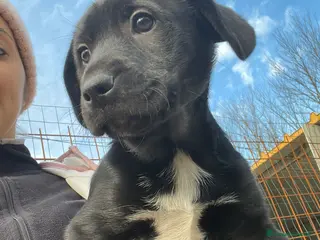 Labrador cani CUCCIOLA DOLCISSIMA SIMIL LABRADORINA - Annuncio 25