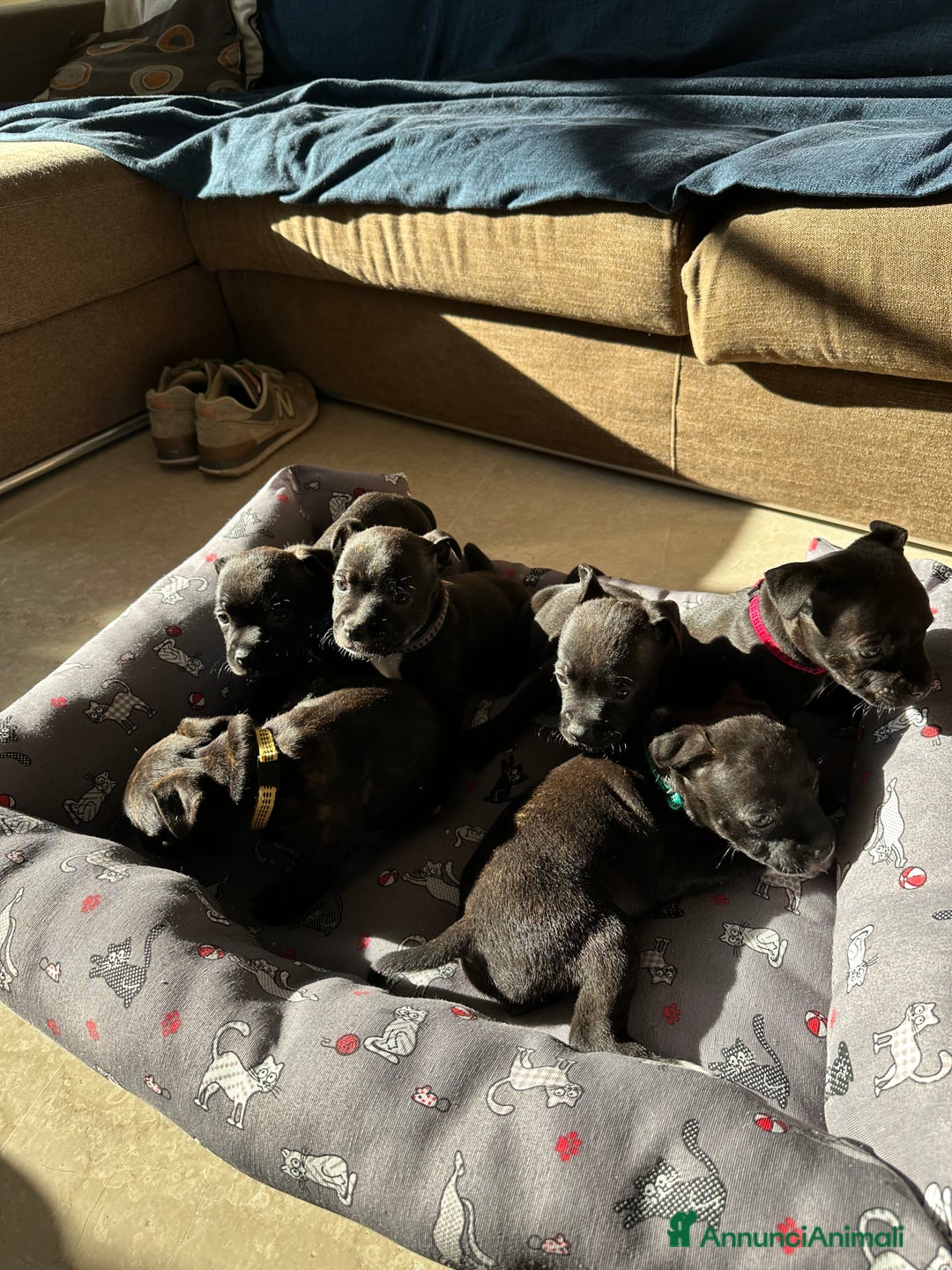 Staffordshire cani in vendita: Staffordshire Bull Terrier (Staffy) - Annuncio 11