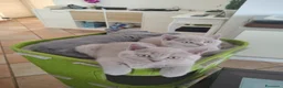 British gatti in vendita: Splendidi gattini di pura razza British Shorthair  - Annuncio 1