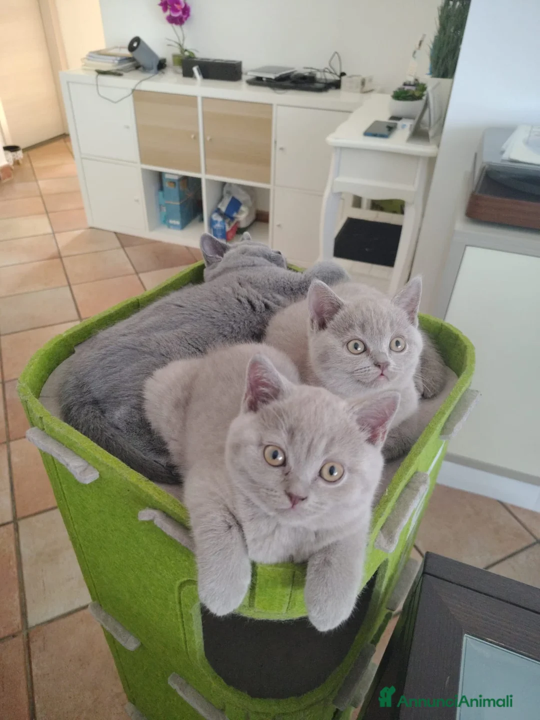 British gatti in vendita: Splendidi gattini di pura razza British Shorthair  - Annuncio 1