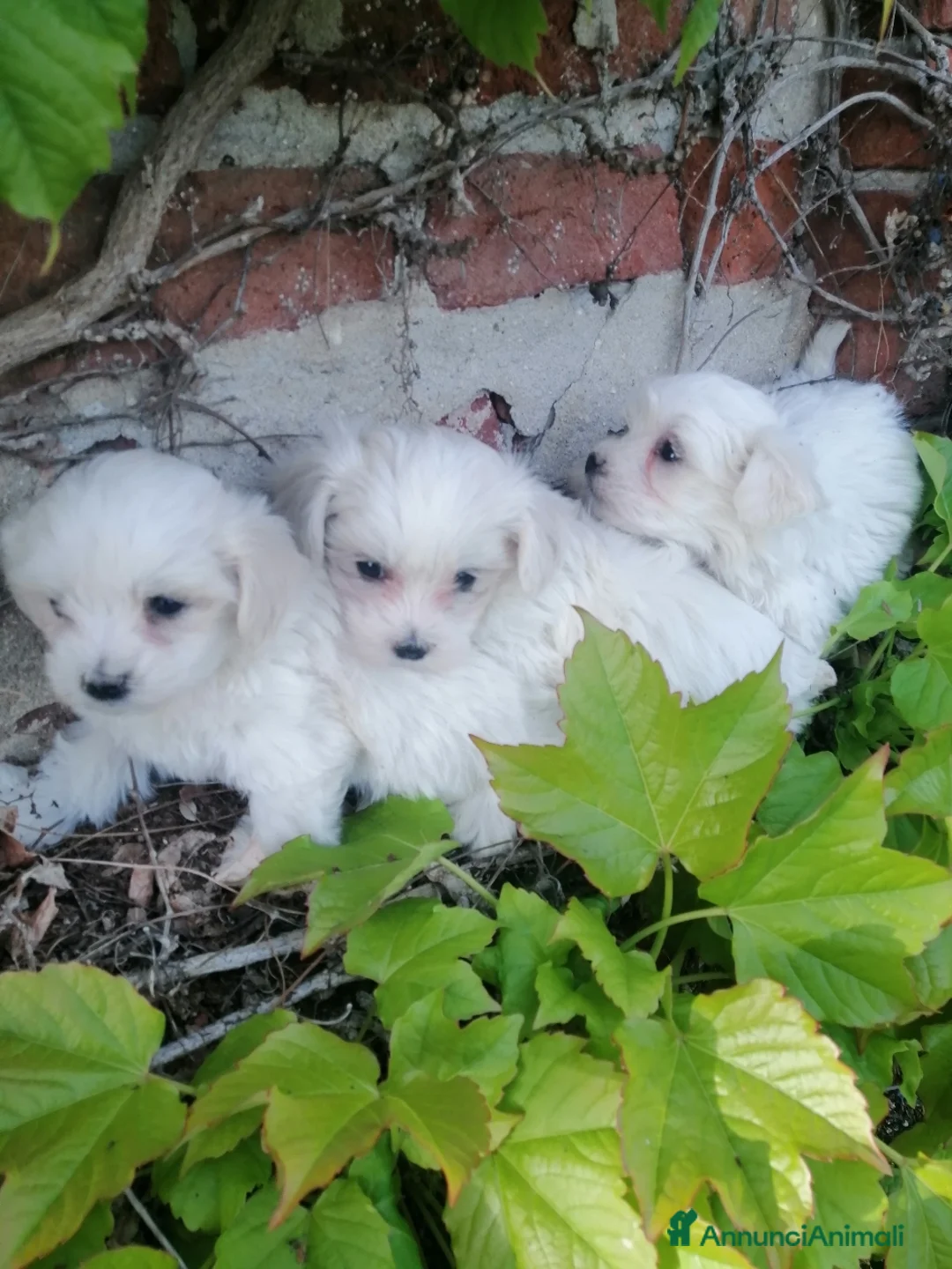 Maltese cani in vendita: CUCCIOLI DI RAZZA MALTESE - Annuncio 10