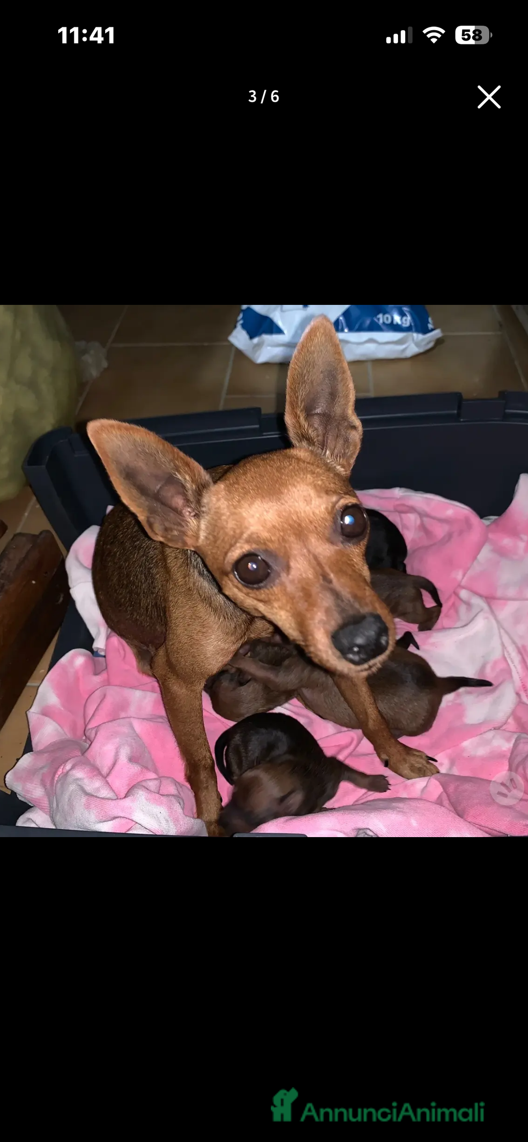 Pinscher Miniatura cani in vendita: Pincher toy - Annuncio 4