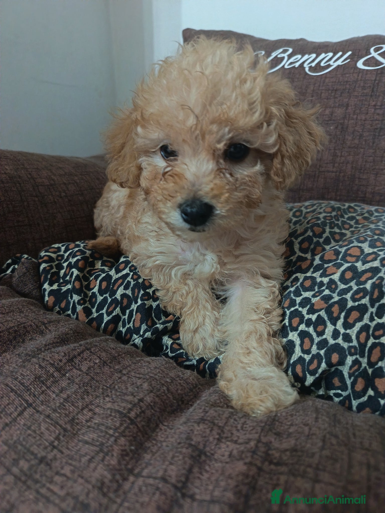 Barboncino cani Ultima barboncina nana - Annuncio 2