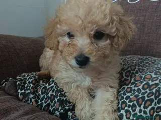 Barboncino cani Ultima barboncina nana - Annuncio 2