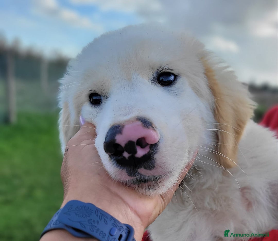 Pastore Maremmano cani in regalo: Cesare, cucciolo dal nasino maculato ❣️ - Annuncio 3