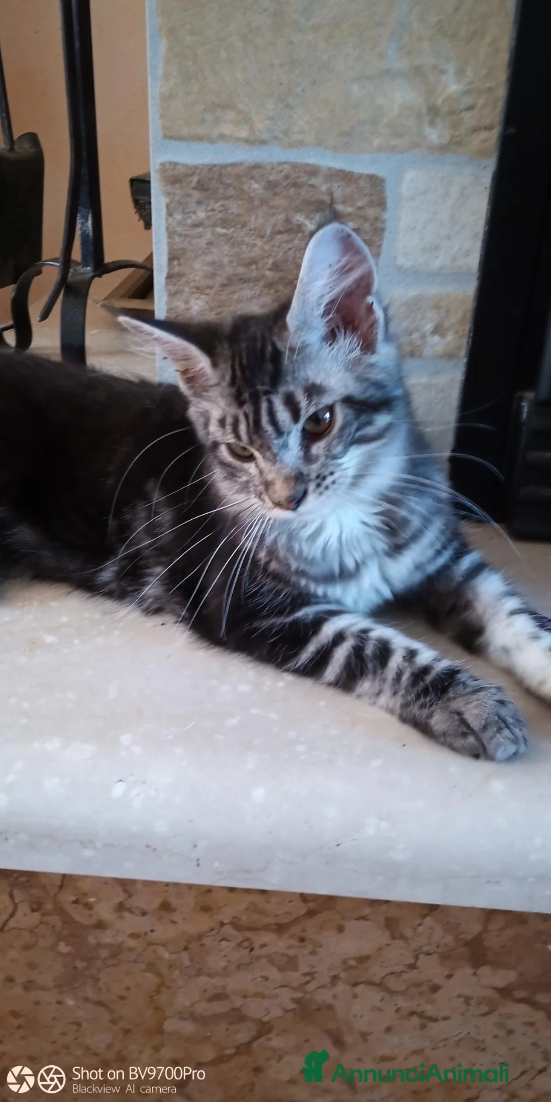 Maine Coon gatti in vendita: Maine coon  - Annuncio 2