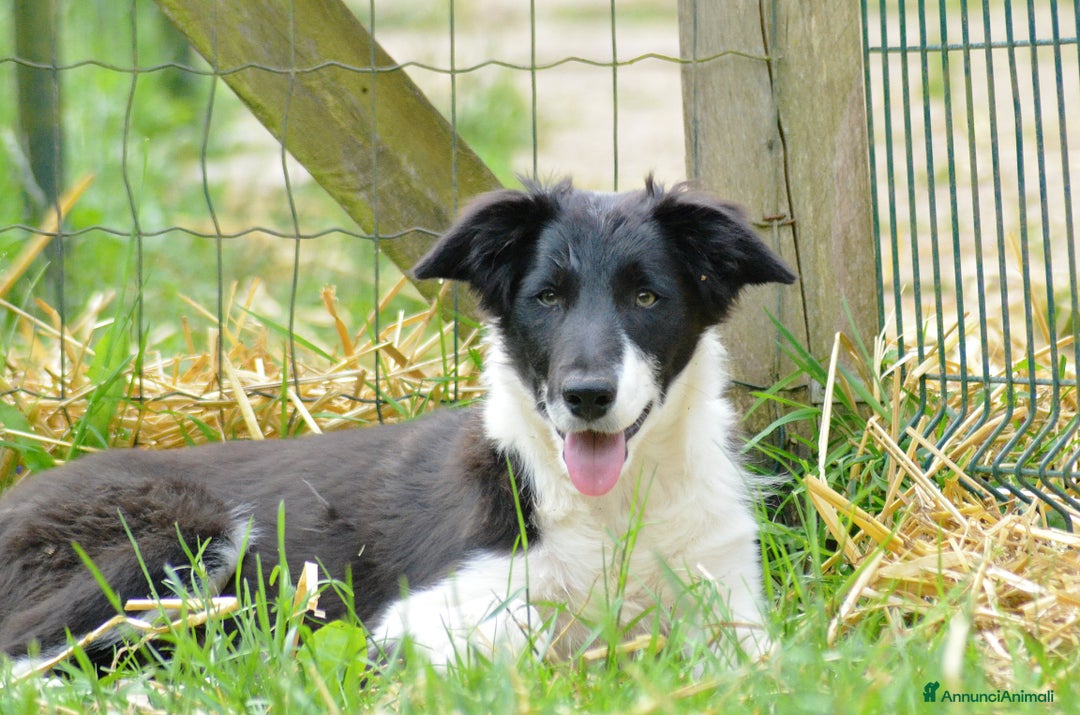 Border Collie cani in vendita: Border Collie con pedigree  a Provincia di Vicenza - Immagine 3