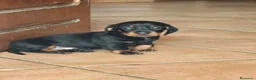 Bassotto cani in vendita: Vendo ultimo cucciolo di bassotto - Annuncio 4