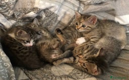 Meticcio gatti in regalo: Gattini piccoli  a Provincia di Reggio Emilia - Immagine 5