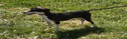 Meticcio cani in regalo: LA DOLCE RUGHETTA HA BISOGNO DI UNA CASA - Annuncio 2