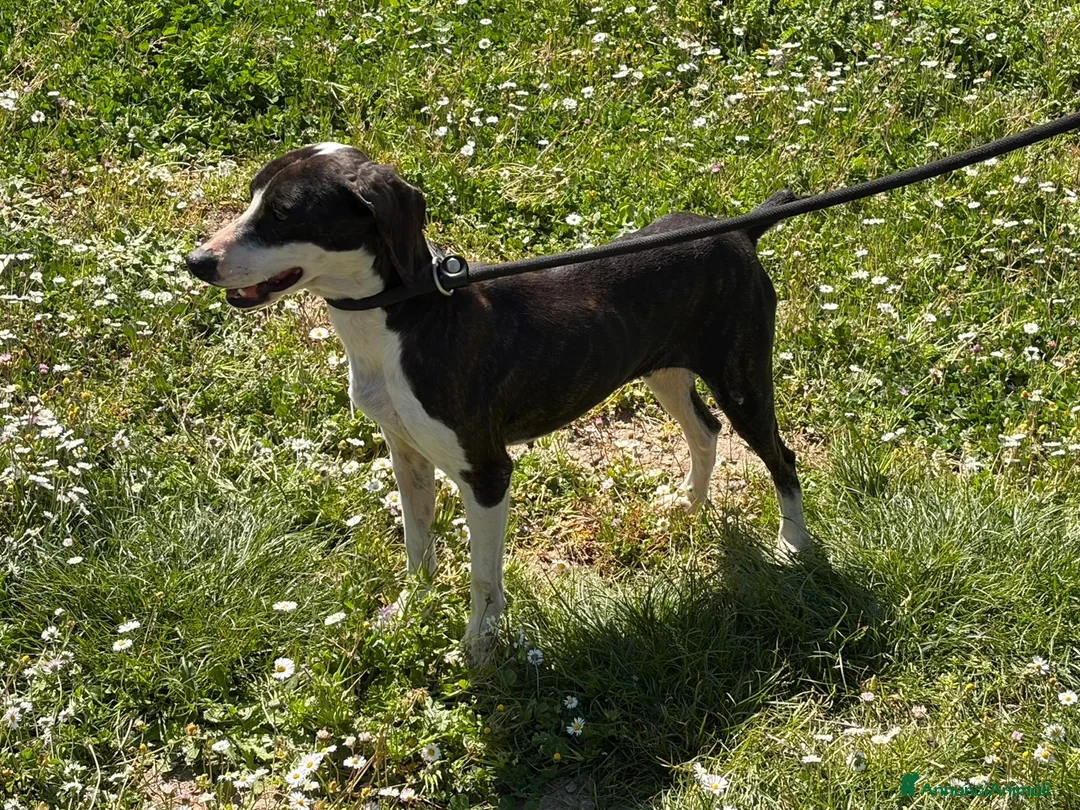 Meticcio cani in regalo: LA DOLCE RUGHETTA HA BISOGNO DI UNA CASA - Annuncio 2