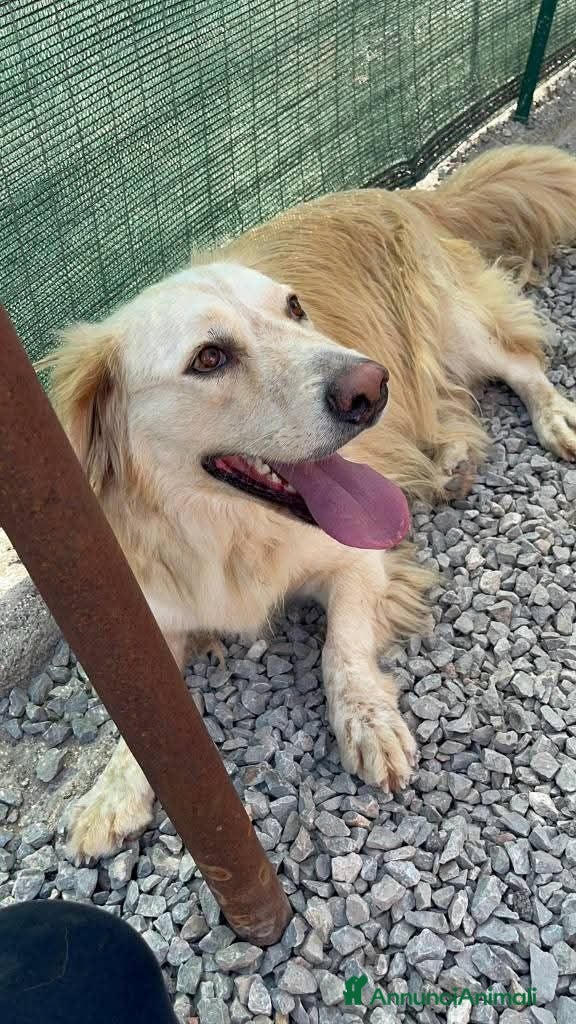 Meticcio cani OSCAR, simil Golden, zampette corte  - Annuncio 3