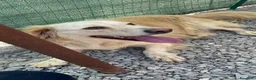 Meticcio cani in regalo: OSCAR, simil Golden, zampette corte  - Annuncio 1