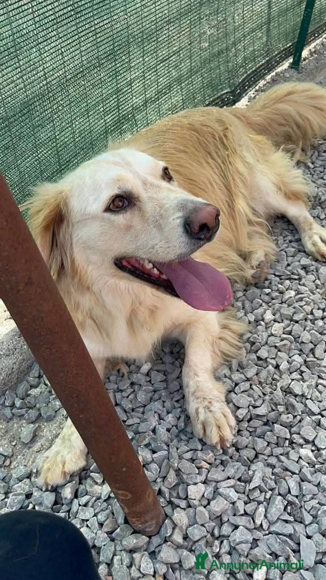Meticcio cani in regalo: OSCAR, simil Golden, zampette corte  - Annuncio 1