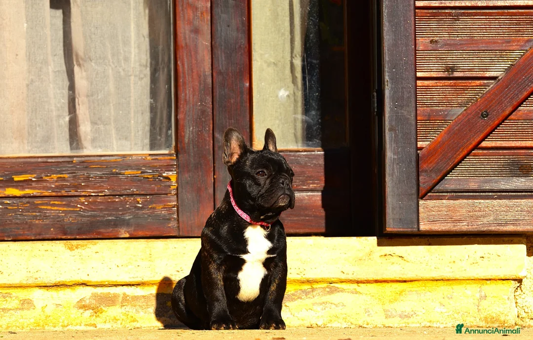 Bulldog Francese cani in vendita: Femmina Bringee  - Annuncio 2