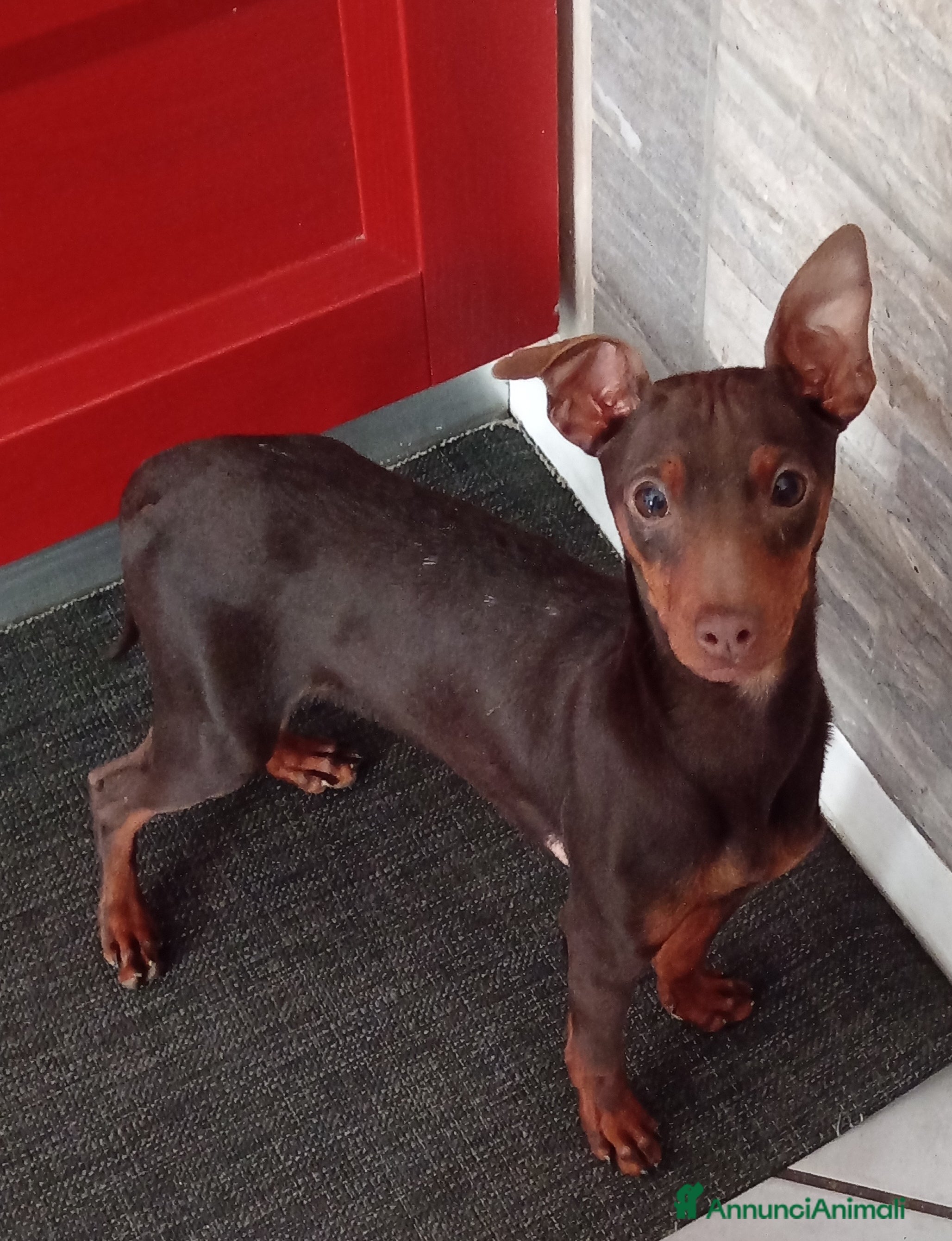 Pinscher Miniatura cani Cucciolo di Pinscher bicolore focato  - Annuncio 1