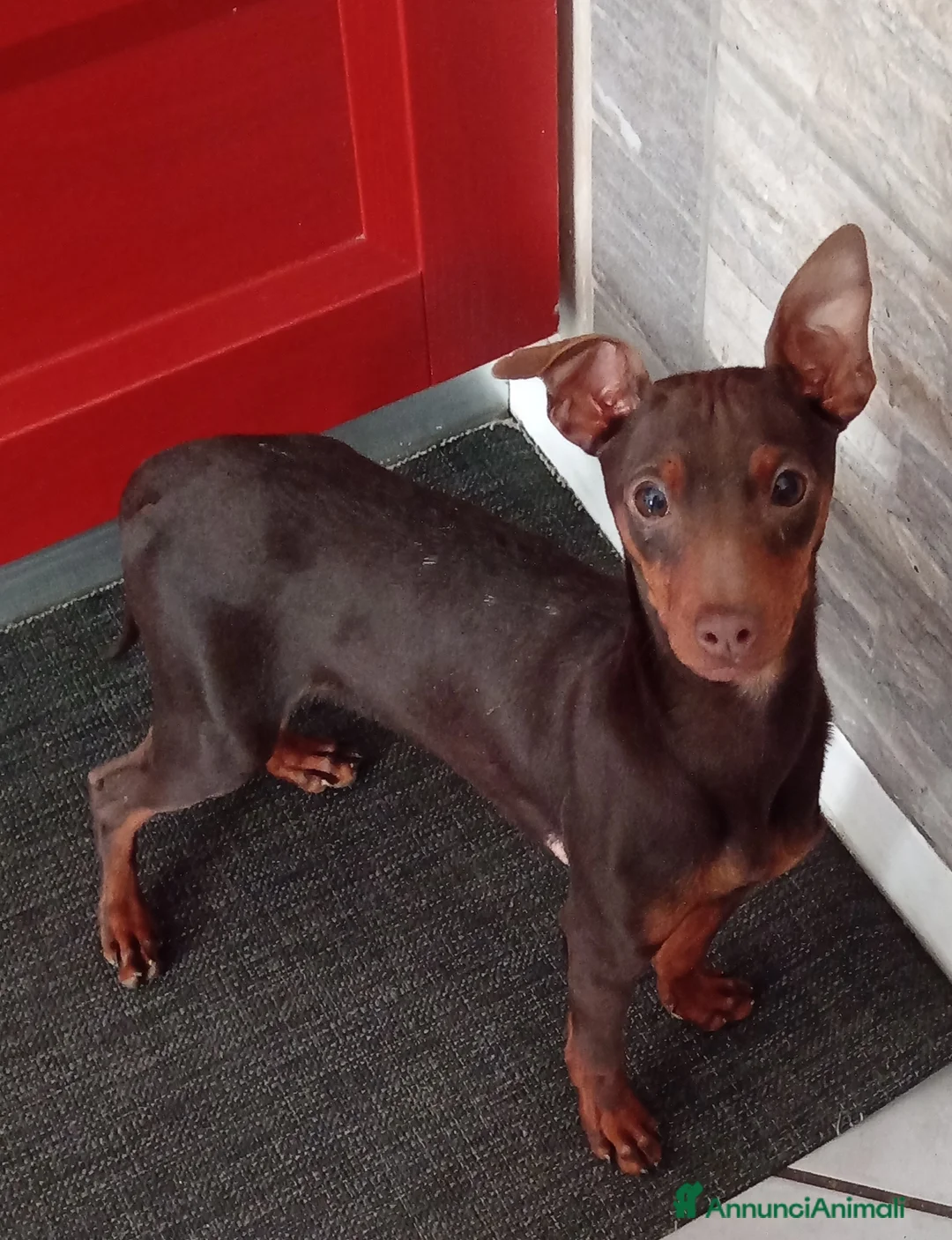 Pinscher Miniatura cani in vendita: Cucciolo di Pinscher bicolore focato  - Annuncio 1