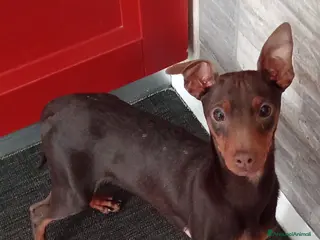 Pinscher Miniatura cani Cucciolo di Pinscher bicolore focato - Annuncio 1