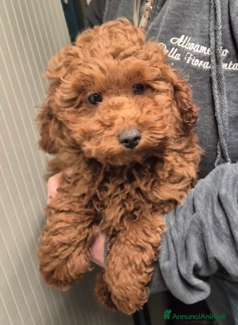 Barboncino cani Barboncini nani fulvi rossi - Annuncio 9