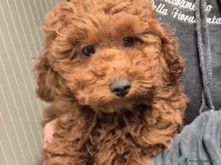 Barboncino cani Barboncini nani fulvi rossi - Annuncio 2