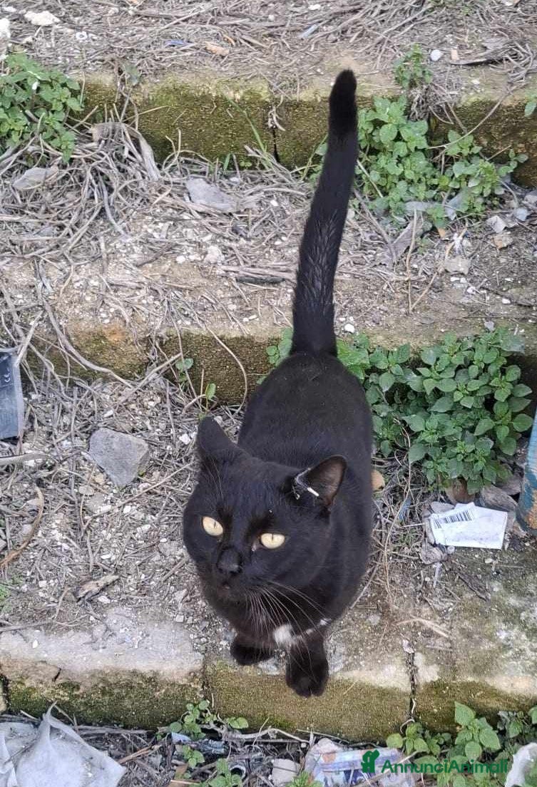 Europeo gatti buonissimo panterino in regalo a Città metropolitana di Catania - Annuncio 5