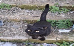 Europeo gatti in regalo: buonissimo panterino in regalo a Città metropolitana di Catania - Immagine 1