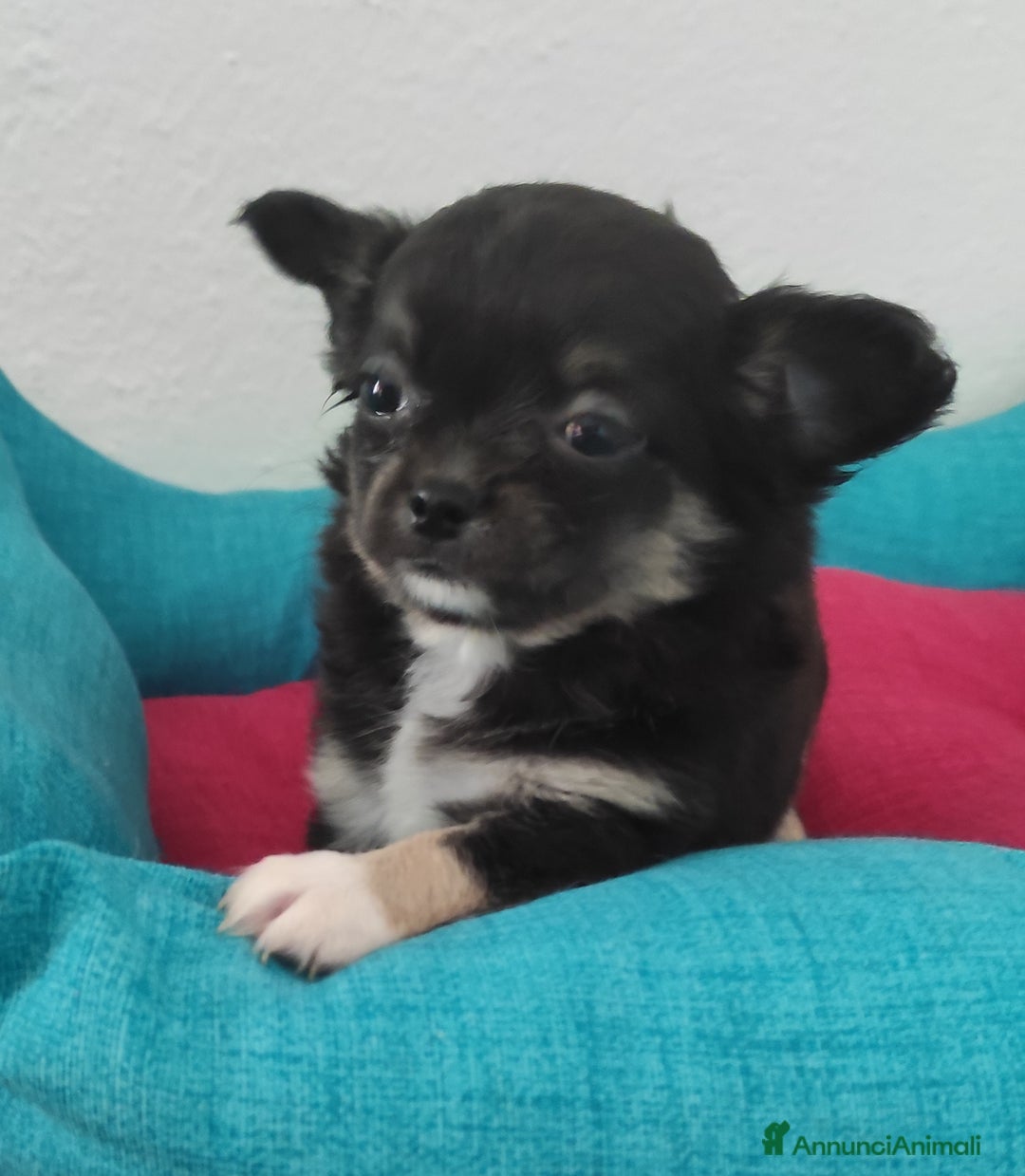 Chihuahua cani in vendita: Cuccioli di chihuahua a pelo lungo - Annuncio 10
