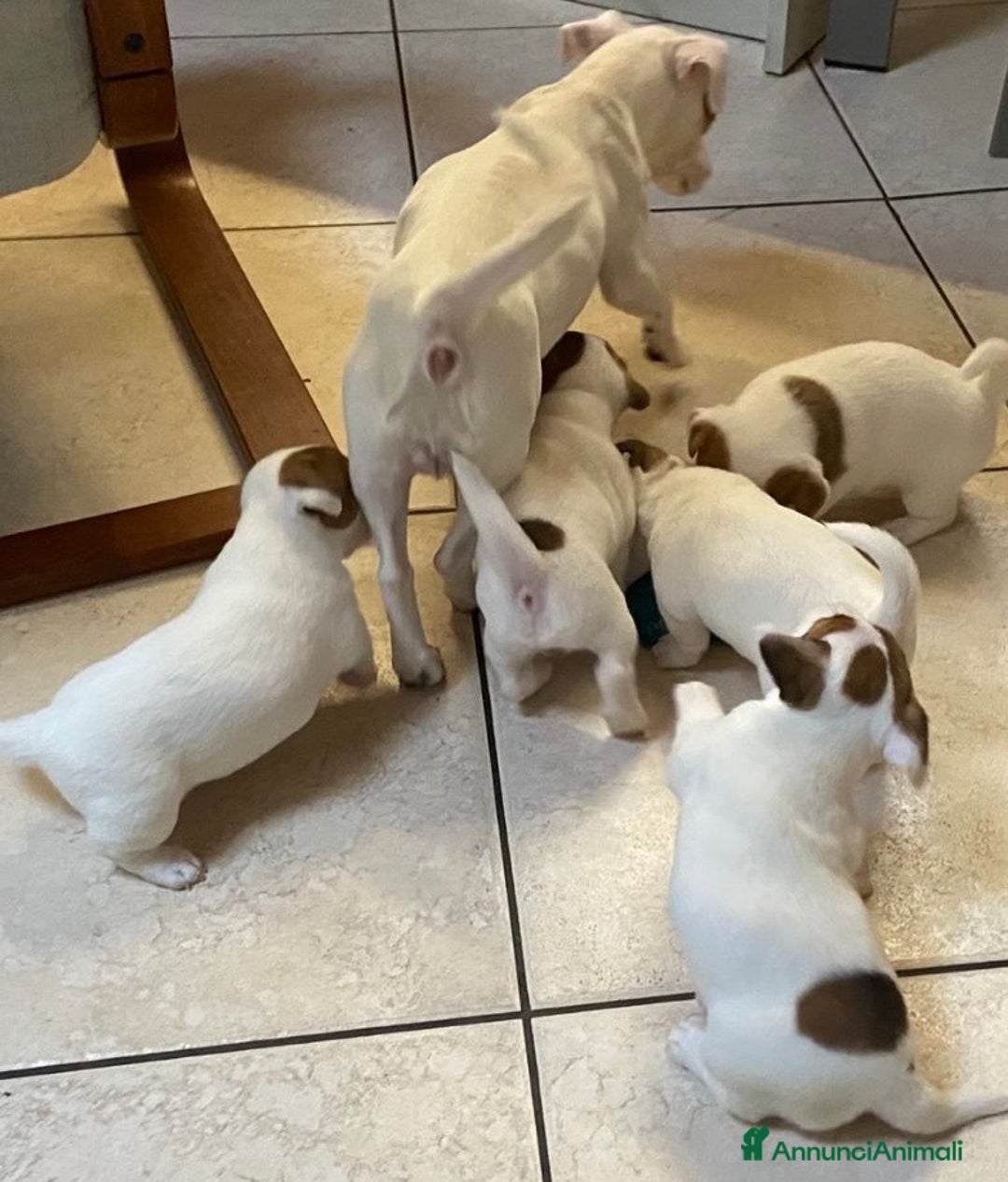 Jack Russell cani in vendita: Cuccioli jack russell - Annuncio 2