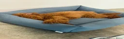Barboncino cani in vendita: Barboncino nano  a Provincia di Brescia - Annuncio 7