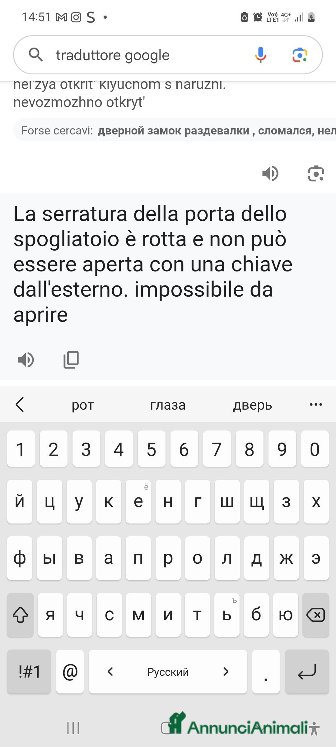 Scottish gatti in vendita: Scottish Straight bellezza rara  a Città Metropolitana di Torino - Immagine 3