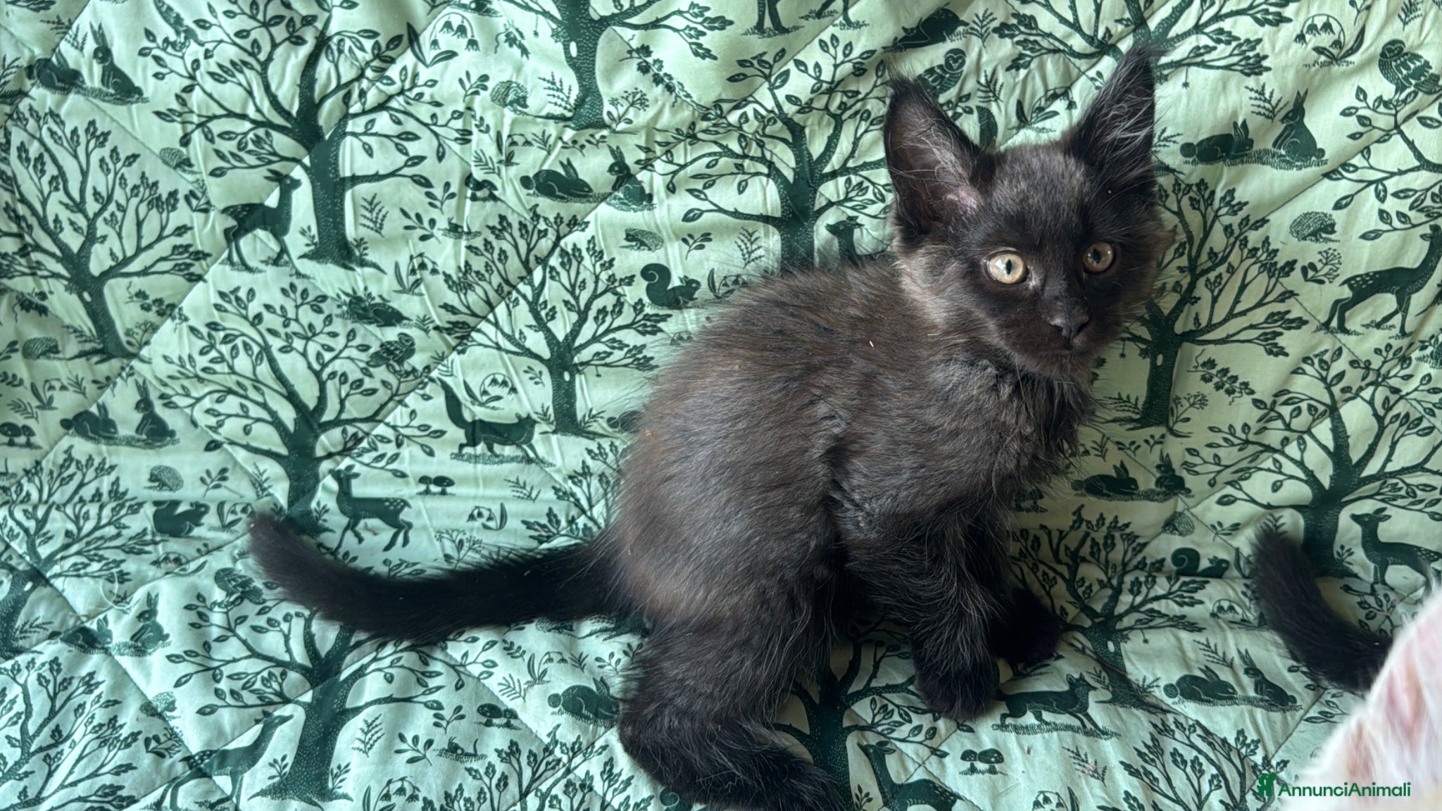 Maine Coon gatti in vendita: Cuccioli di maine coon manto black smoke - Annuncio 18