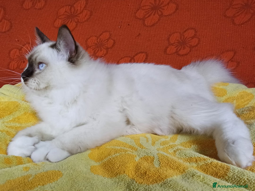 Ragdoll gatti in vendita: Wonder Blue Shakespeare - Annuncio 5