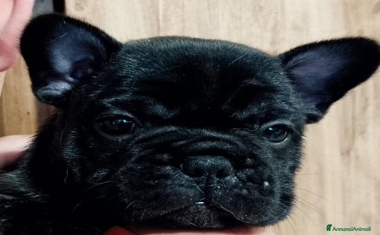 Bulldog Francese cani a Provincia di Massa e Carrara - Annuncio 4