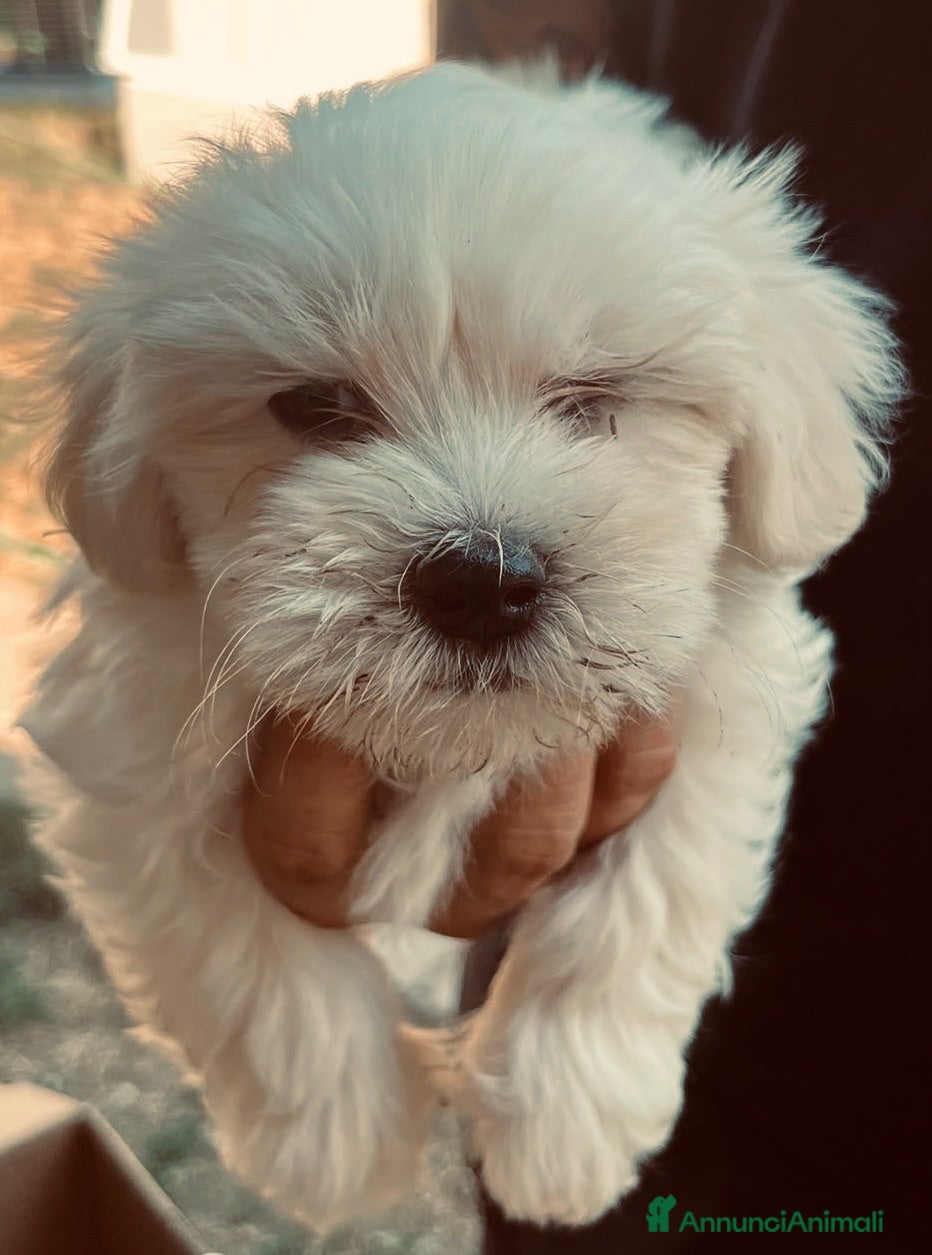 Maltese cani Maltese - Annuncio 1