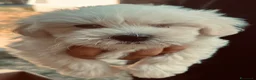 Maltese cani in vendita: Maltese - Annuncio 5