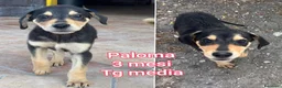 Meticcio cani in regalo: TROPPI CUCCIOLI SOLI IN RIFUGIO  a Provincia di Verona - Annuncio 6