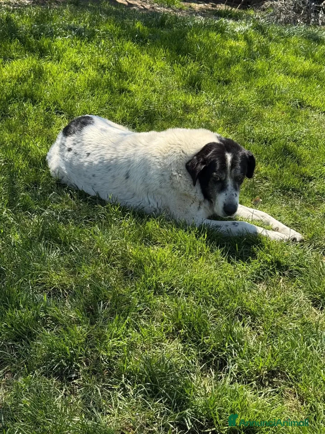 Meticcio cani in regalo: Valentina a Provincia di Viterbo - Annuncio 2
