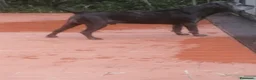 Cane Corso cani in regalo: Cucciole Cane Corso  - Annuncio 11