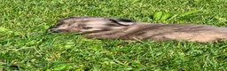 Meticcio cani in regalo: Ultimo cucciolo - Annuncio 11