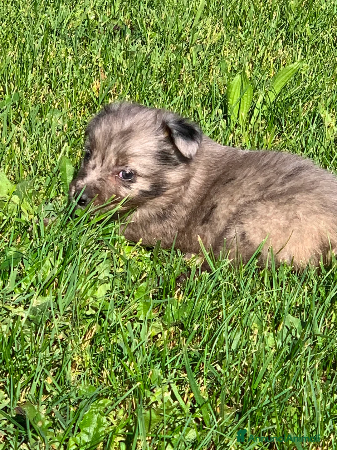 Meticcio cani in regalo: Ultimo cucciolo - Annuncio 11