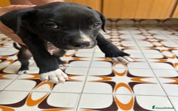 American Staffordshire cani in vendita: Annuncio URGENTE vendo cuccioli di AMSTAFF a Città metropolitana di Roma Capitale - Immagine 4