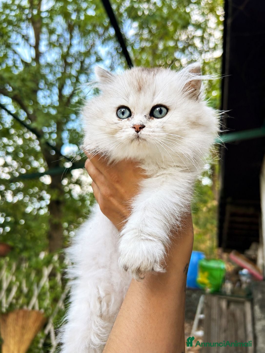 British gatti Cuccioli British Longhair - Annuncio 4