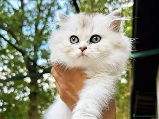 British gatti Cuccioli British Longhair - Annuncio 4