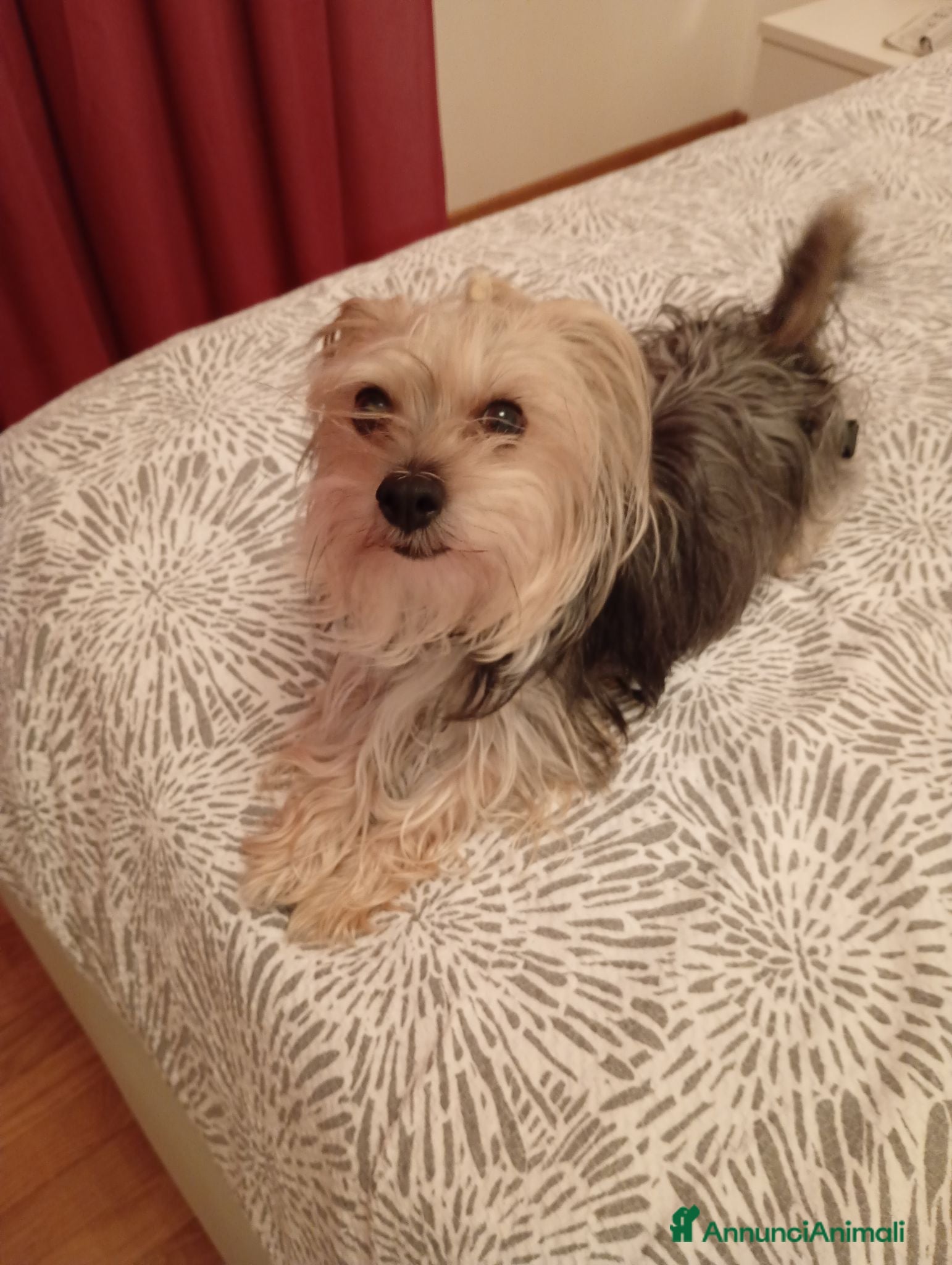 Yorkshire cani Cerco maschietto per accoppiamento  - Annuncio 8