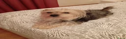 Yorkshire cani per accoppiamento: Cerco maschietto per accoppiamento  a Provincia di Forlì-Cesena - Annuncio 1
