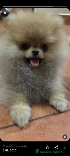 Immagine della galleria {{count}}